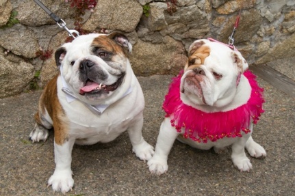 bulldogs-wedding-dress-tux-gender